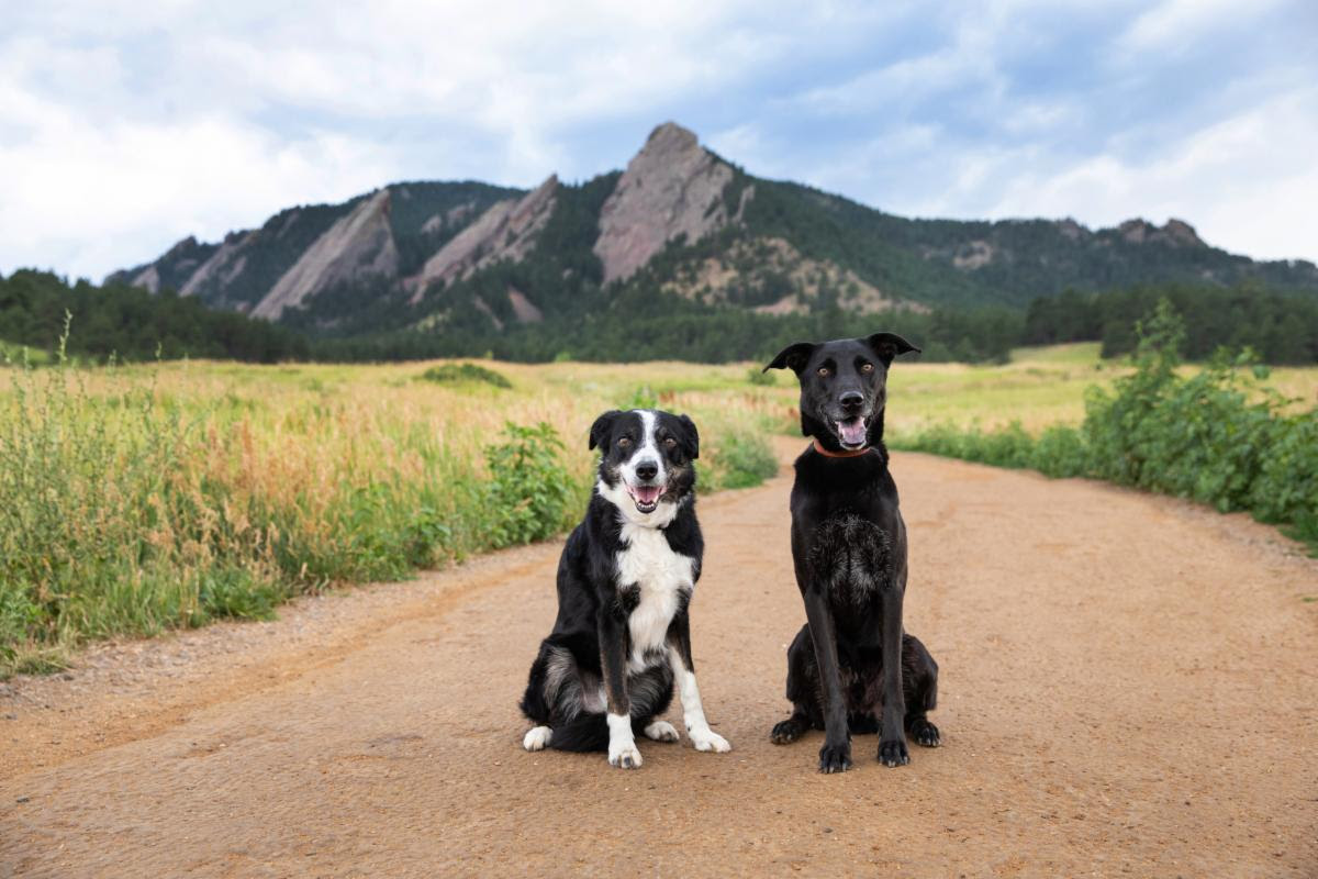 Boulder Dog Tails