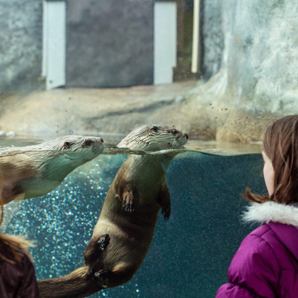 EcoTarium-Otters.jpg