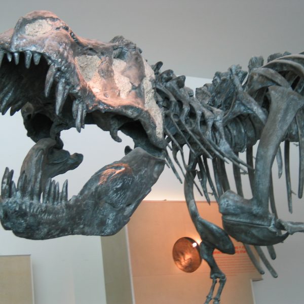 t-rex-shots-011-1.jpg