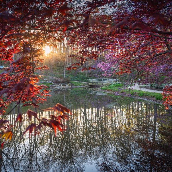 Pond-and-bridge-viewed-thru-maple-tree-canopy.jpg