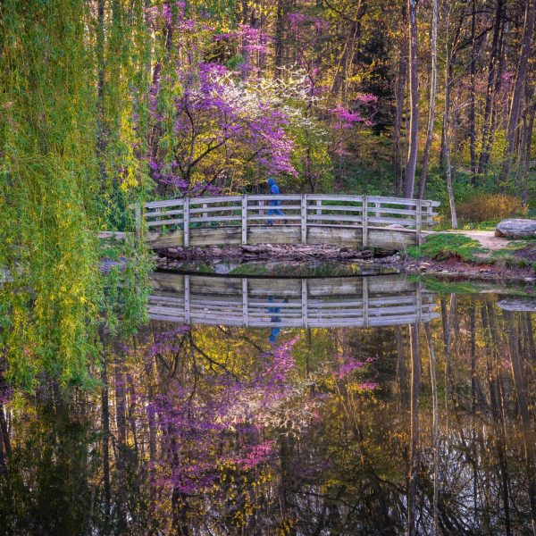 Reflective-Pond-with-jogger-on-bridge.jpg